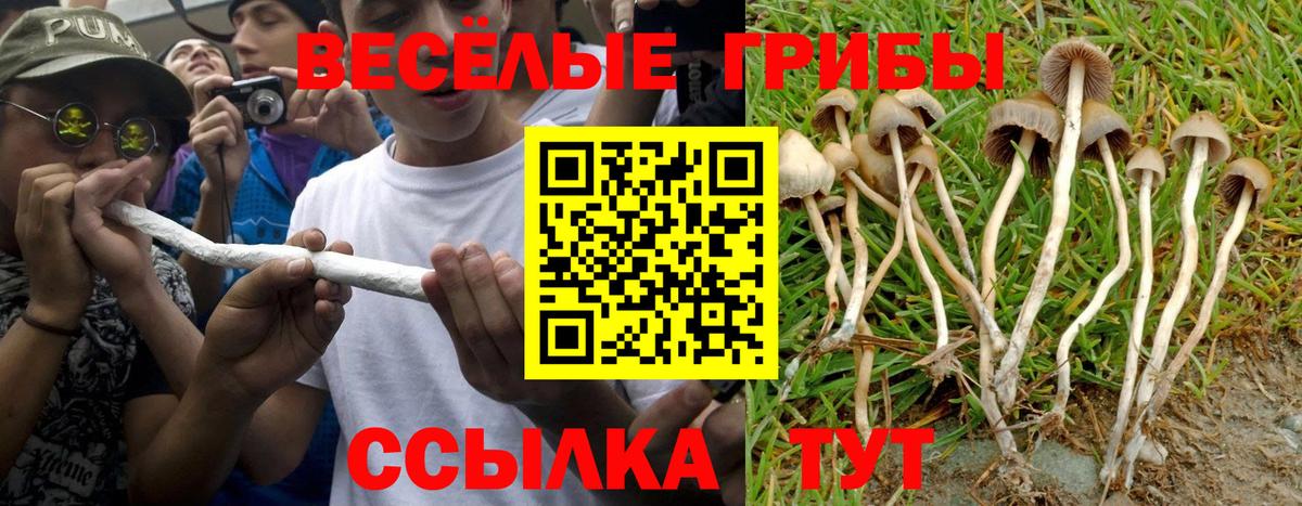 Богородицк  Галлюциногенные грибы MAGIC MUSHROOMS  Вход с VPN 